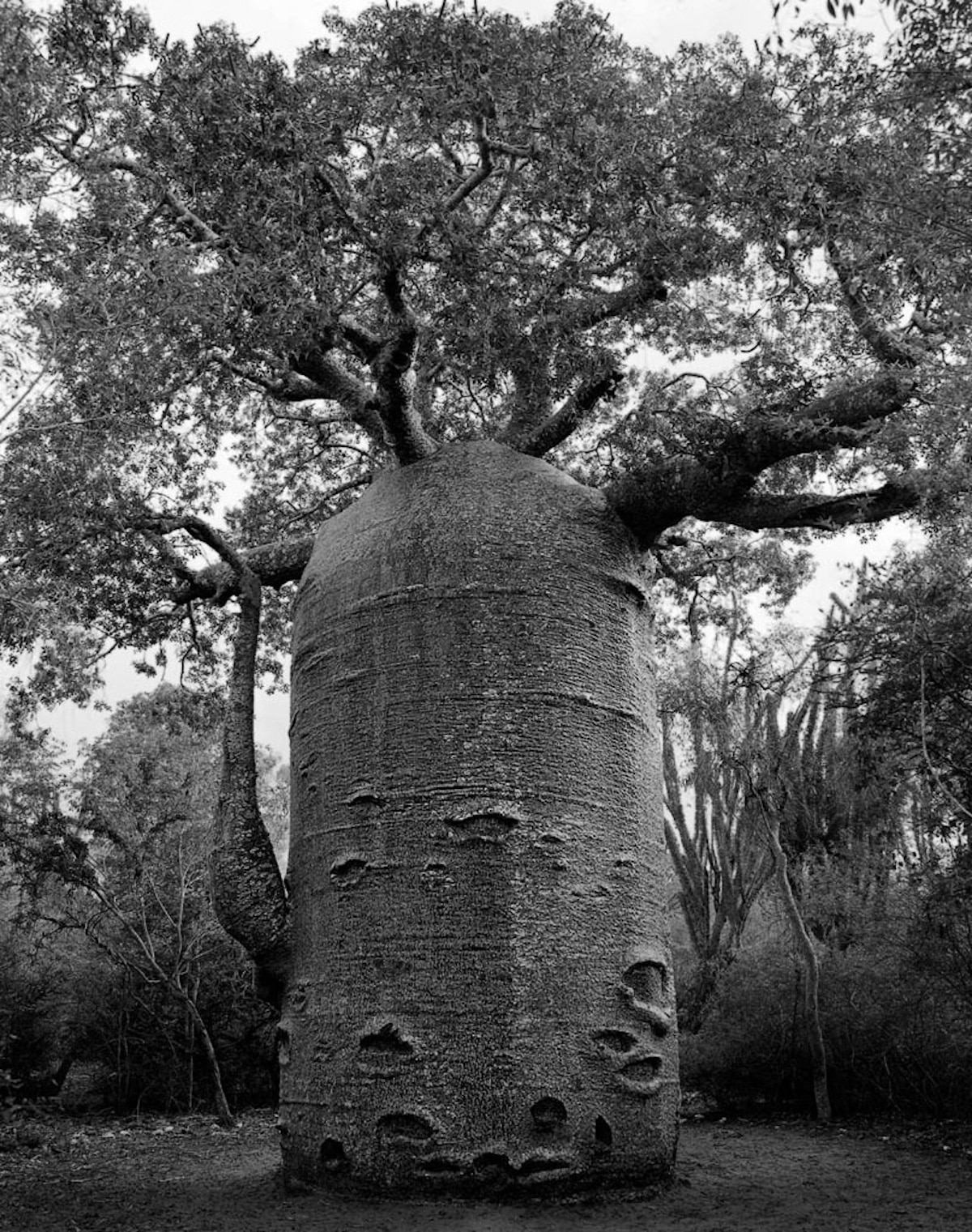 Best Photography Of World's Ancient Trees By Beth Moon