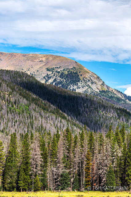A tree line view from Trail Ridge Road inside Rocky Mountain National Park.