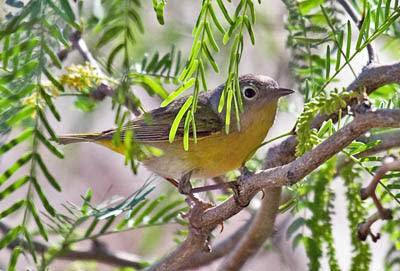 Photo of Nashville Warbler in tree Photo of Nashville Warbler in tree