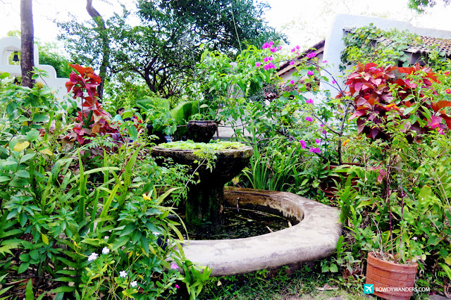 Tropical Gardening Growing Philippine Lawn Grass