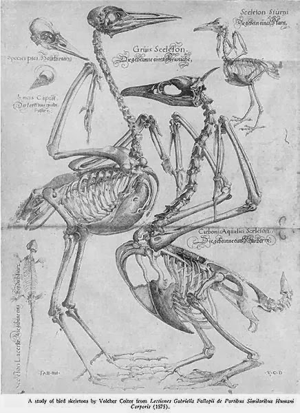 Filosofie en politiek Volcher Coiter uit Groningen