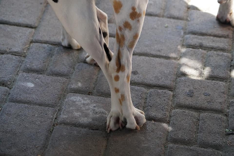 Spotted Pride`s G-Wurf : August 2019