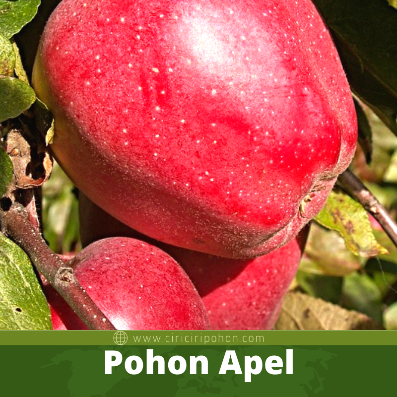 Pohon Apel