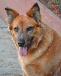 Red Heeler German Shepherd Mix Temperament Size Adoption Lifespan Price