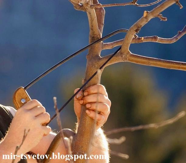 Мир растений: Обрезка деревьев и кустарников