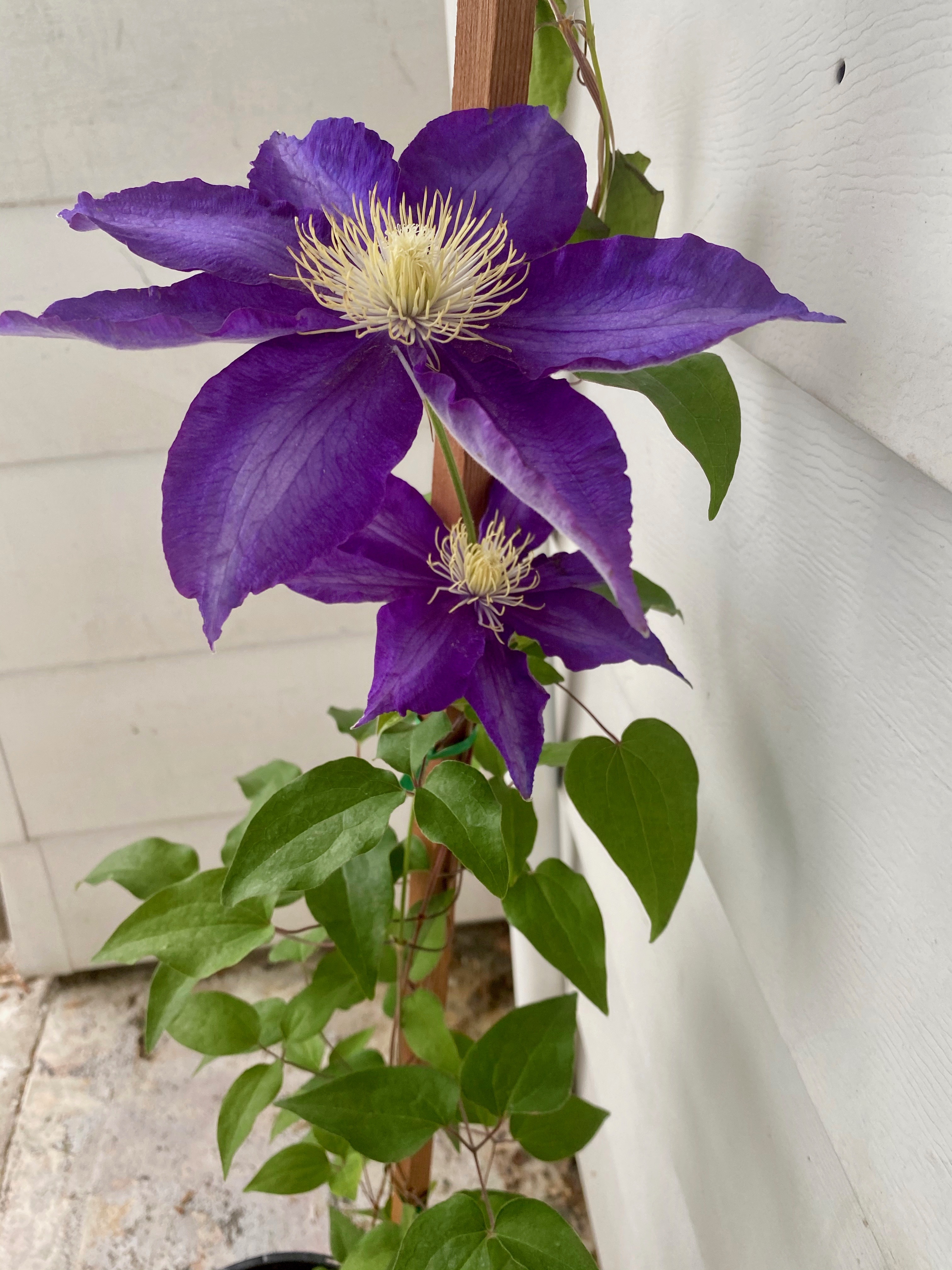 ...One Saylor's Log 2020 Crafting in May and June