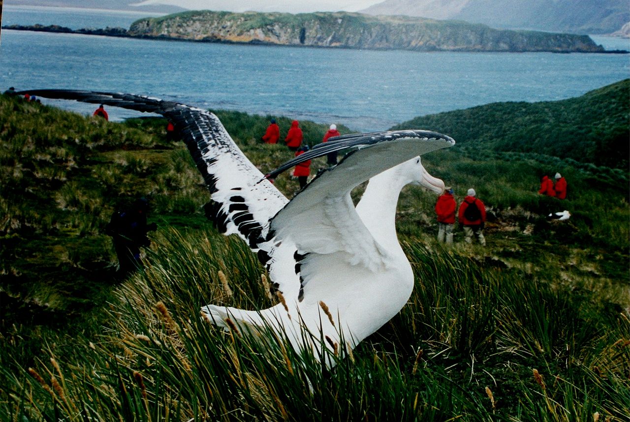 wandering albatross country