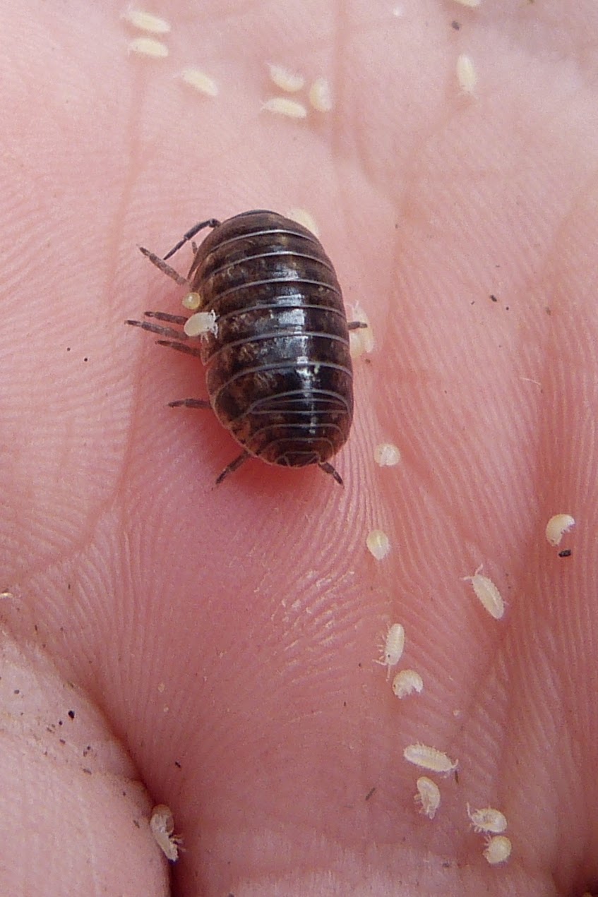 Paula's Primary Classroom Being with children