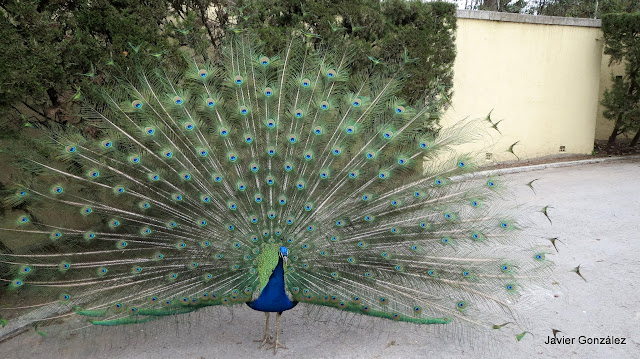 Pavo real extendiendo las plumas de la cola