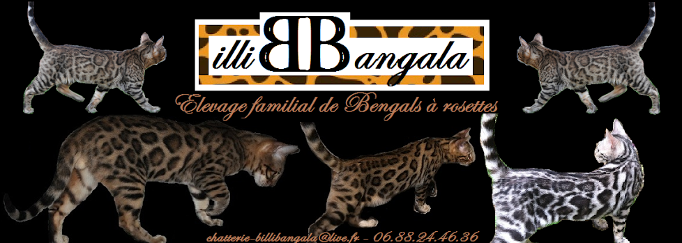 ~ Chatterie BILLI BANGALA ~ Elevage familial de Bengals
