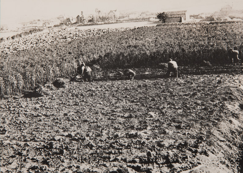 Wakefield Museums and Castles Pontefract Allsorts How liquorice got