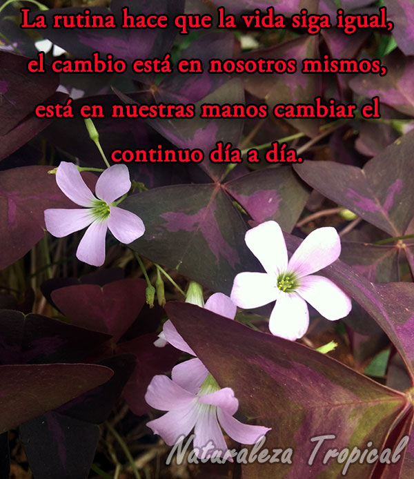 La rutina hace que la vida siga igual, el cambio está en nosotros mismos, está en nuestras manos cambiar el continuo día a día.