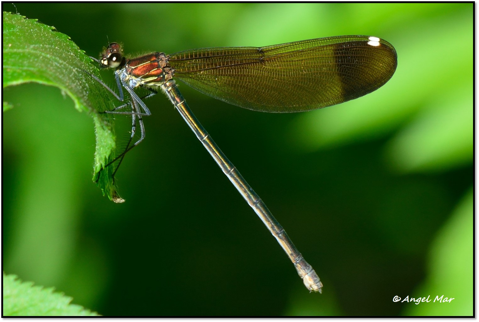 Butterflies and Dragonflies Calopteryx haemorrhoidalis Copper