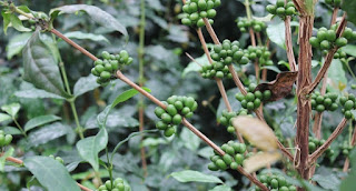 Coffea eugenioides. Coffea eugenioides.