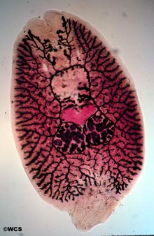 platyhelminthes kelas monogenea