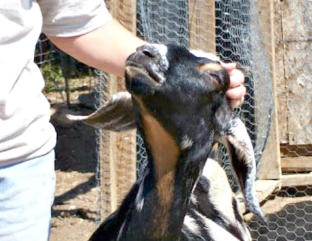 A black and white Nubian doe enjoying head rubs from her owner.