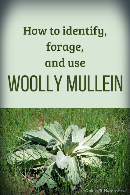 "How to identify and forage woolly mullein."