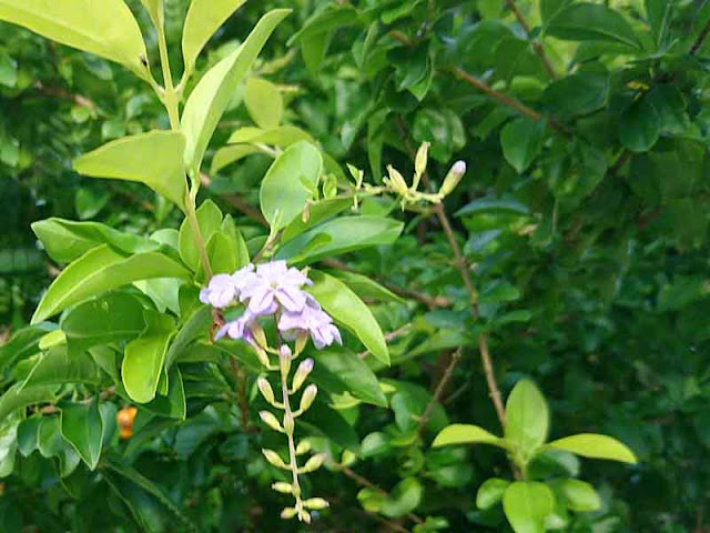 flowers, orange berries, leaves