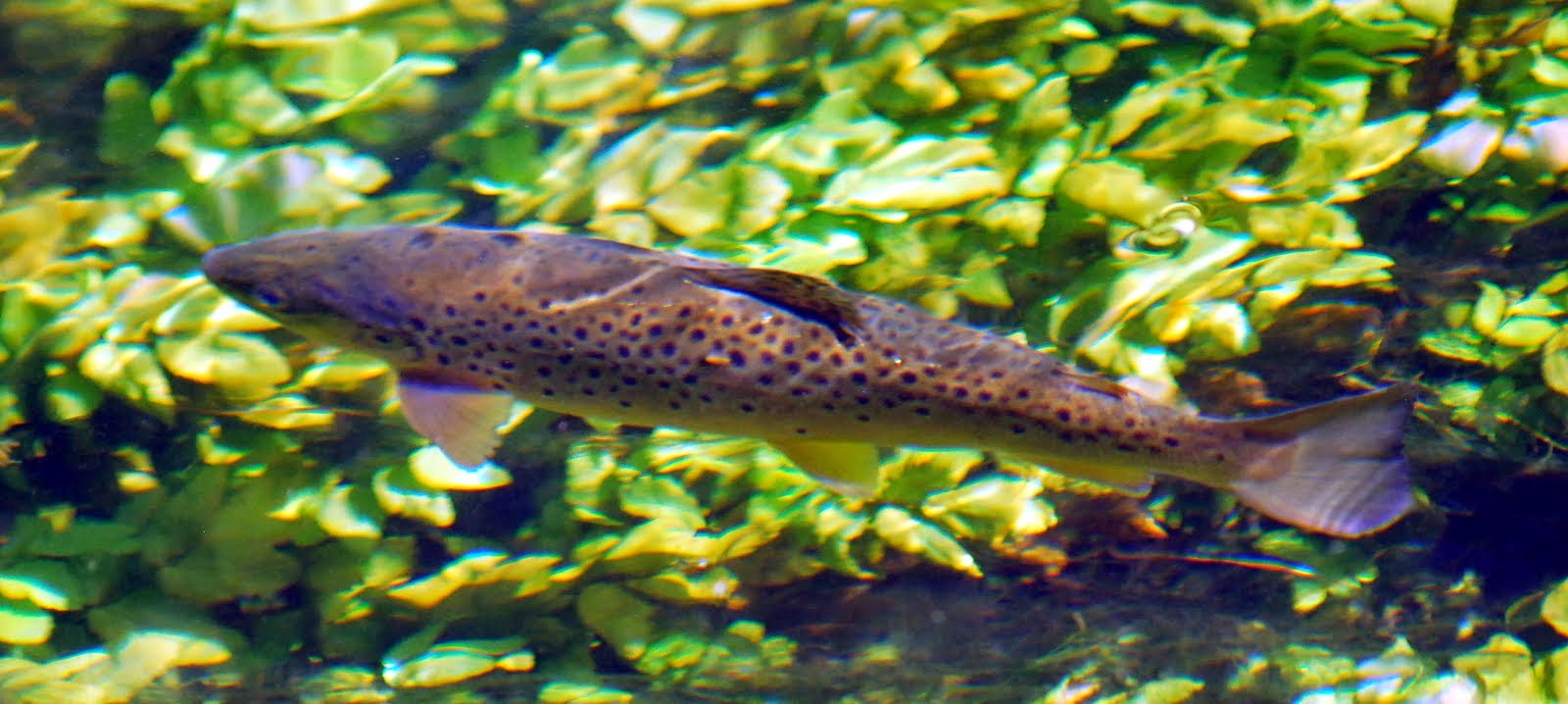 Brown Trout