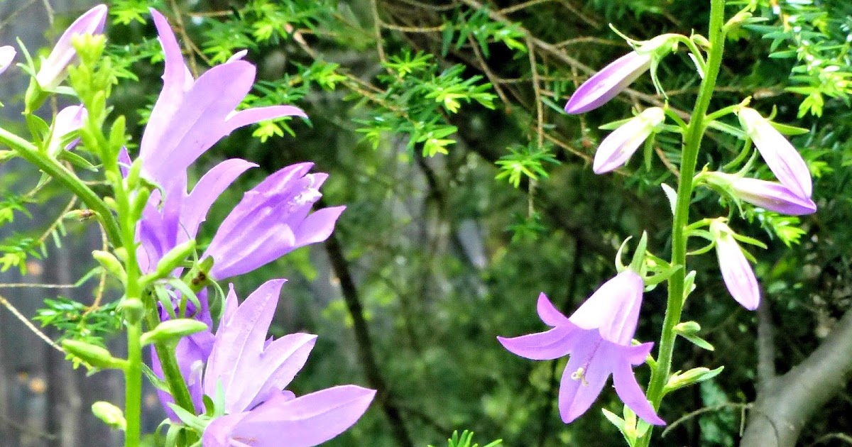 Molly the AireGirl Flower Friday