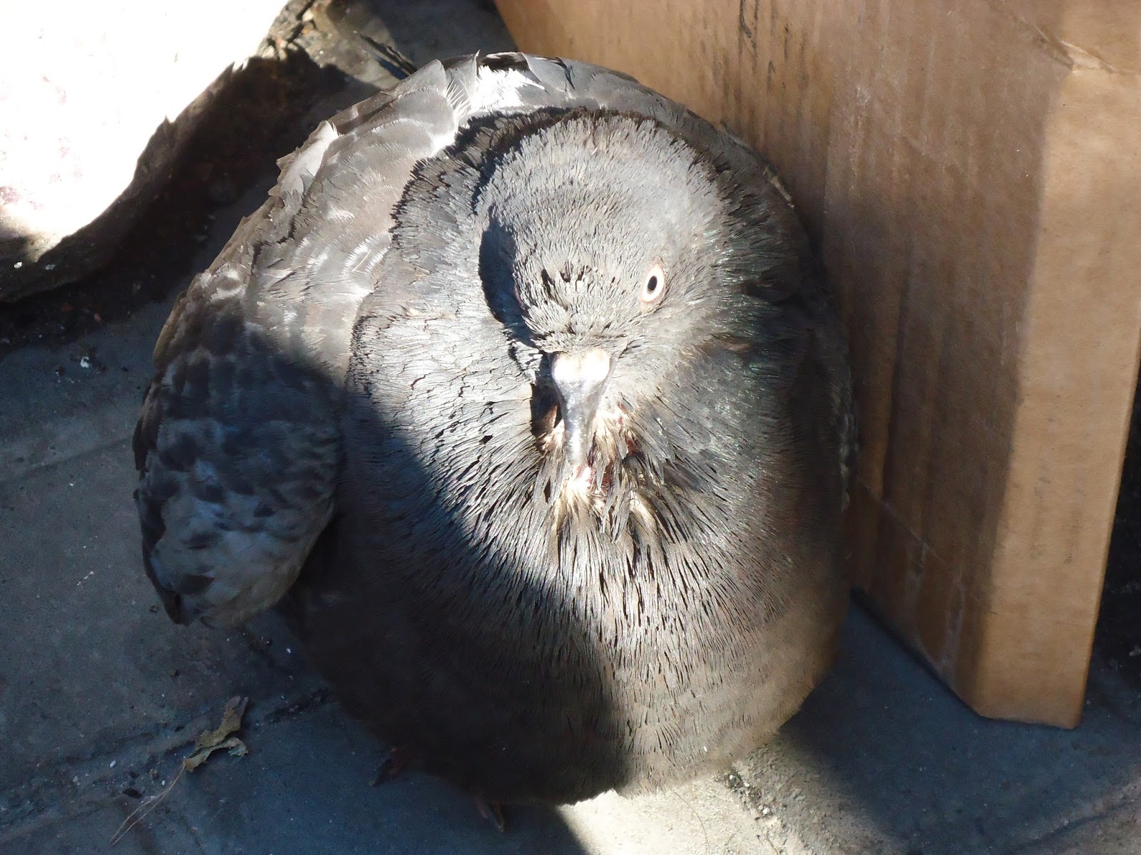 Голубь залетел. Примета залетел голубь. Голубь залетел в дом. Голубь залетел на балкон
