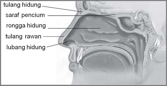 Sebagai Tempat Pertukaran Gas Maka Alveolus Berhubungan Langsung Dengan - Sebuah Tempat