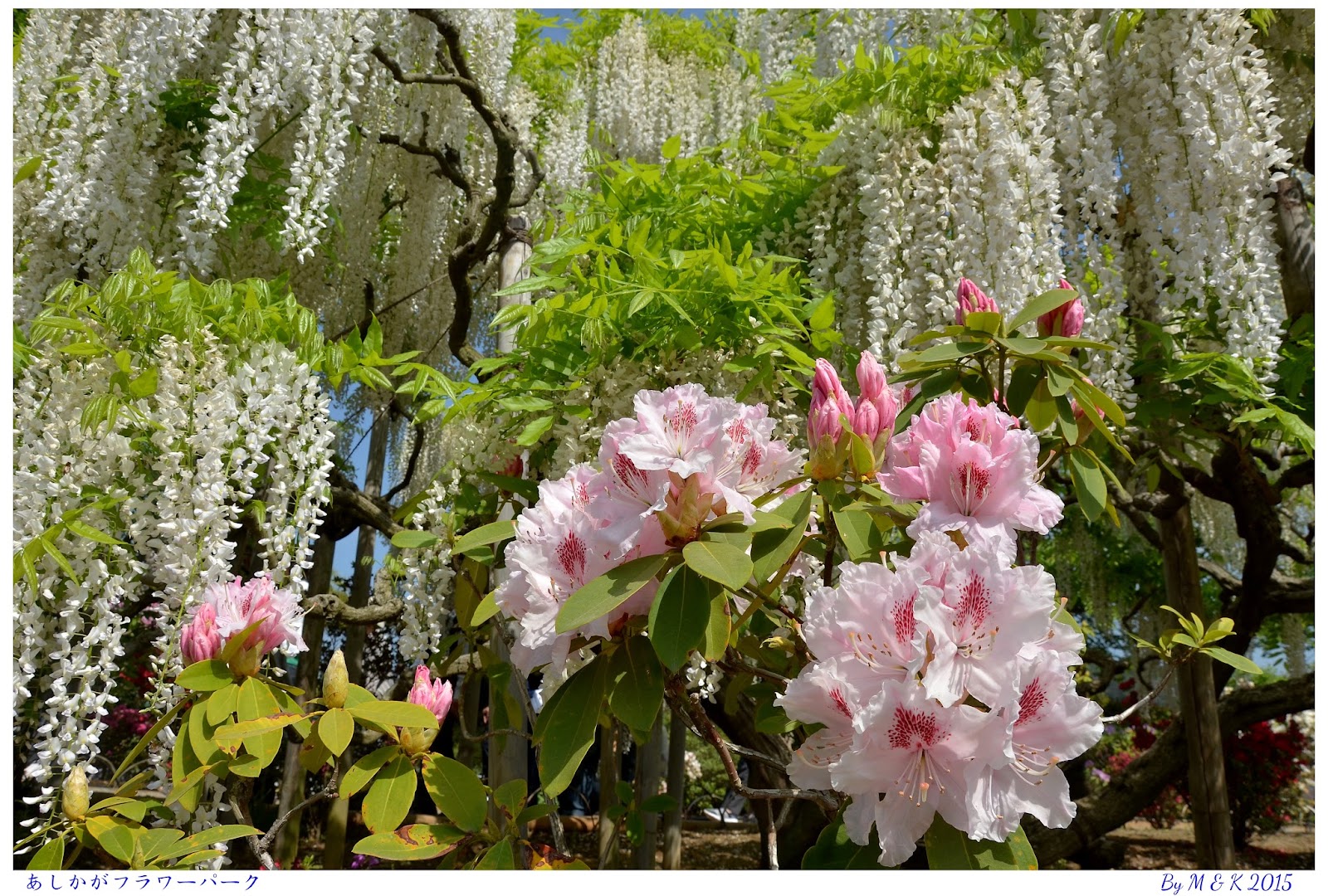 M K 的遊記 15 東北關東走馬看花之旅 Day 7 3 足利花公園 八重藤