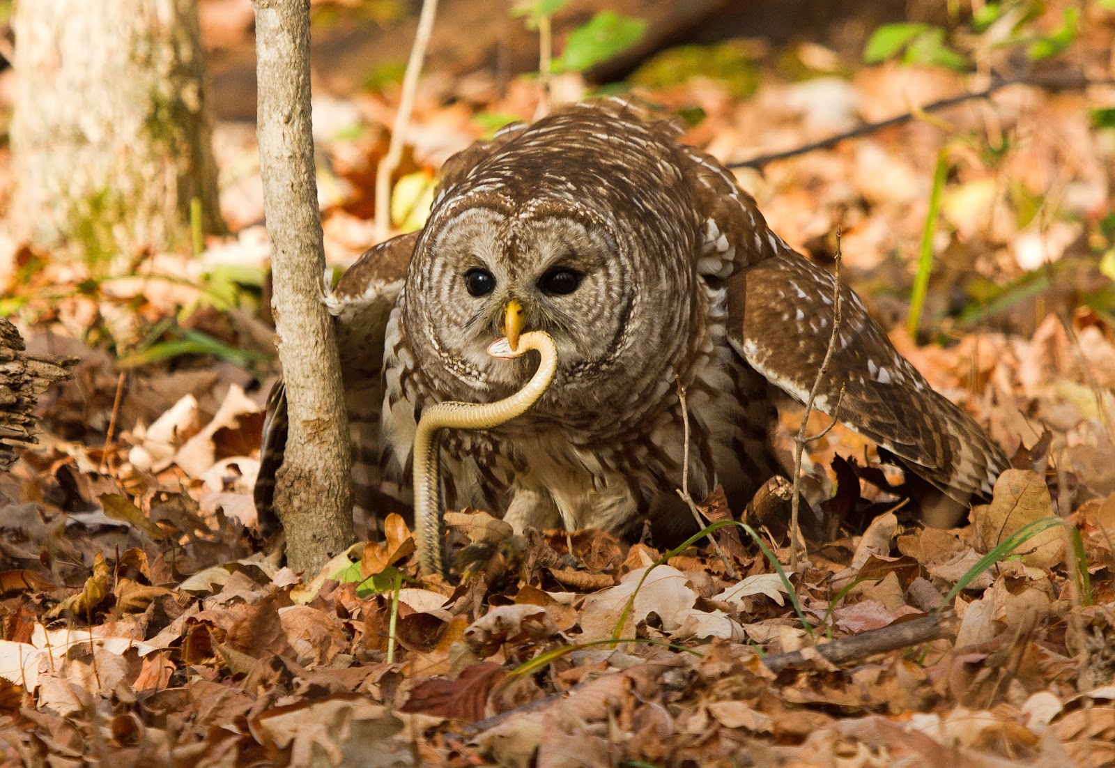 Do Owls Eat Snakes Asking List