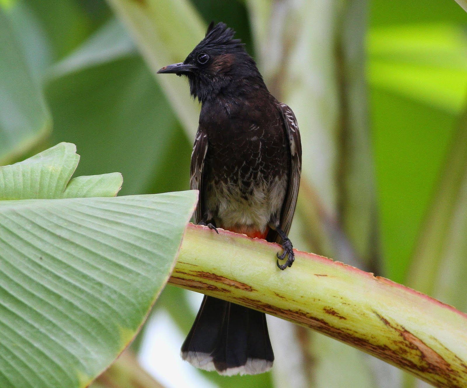 Birding Poole Harbour & Beyond 3 Nov 14 More Introduced Birds In Tahiti