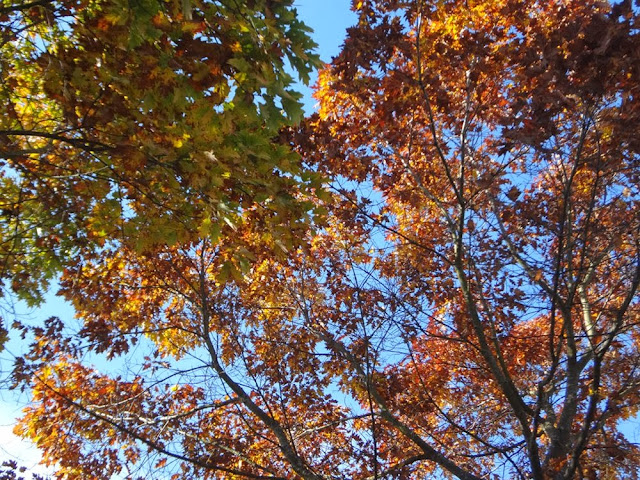 Colorful foliage in Vancouver, UBC Campus