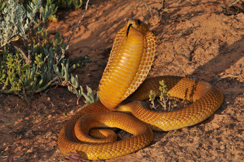 Cape Cobra Facts and New Pictures-Images | The Wildlife
