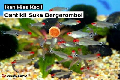 ikan hias kecil cantik dan bergerombol