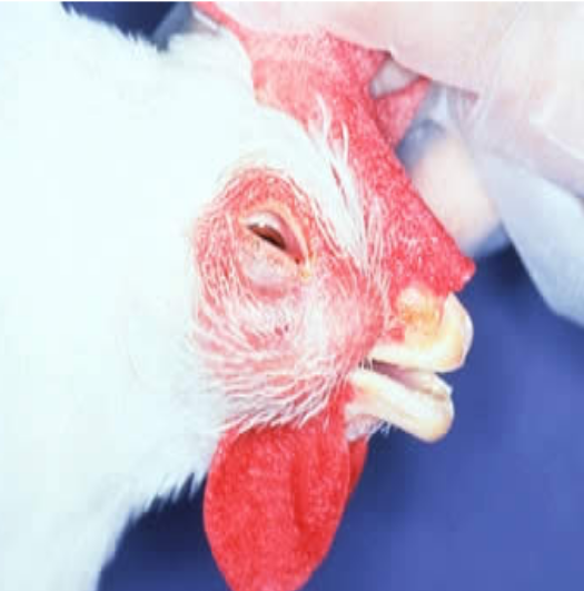Bacterial diseases of poultryinfectious coryza/fowl coryzacausessymptomstreatment