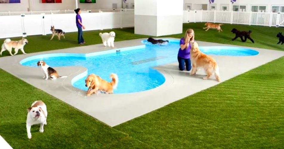 How to choose the right pet hotel for your pet in Dubai?