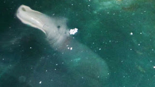 makhluk misterius di gua laut corfu yunani