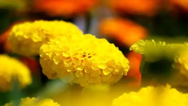 गेंदा का फूल खाने से क्या होता है? , marigold flower