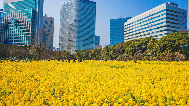 菜の花,浜離宮恩賜庭園,菜の花畑