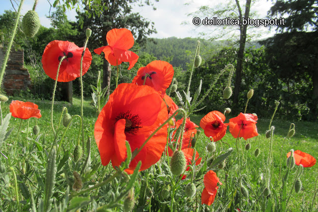 fioriture alla fattoria didattica dell'ortica a Savigno, Valsamoggia, Bologna in Appennino vicino Zocca