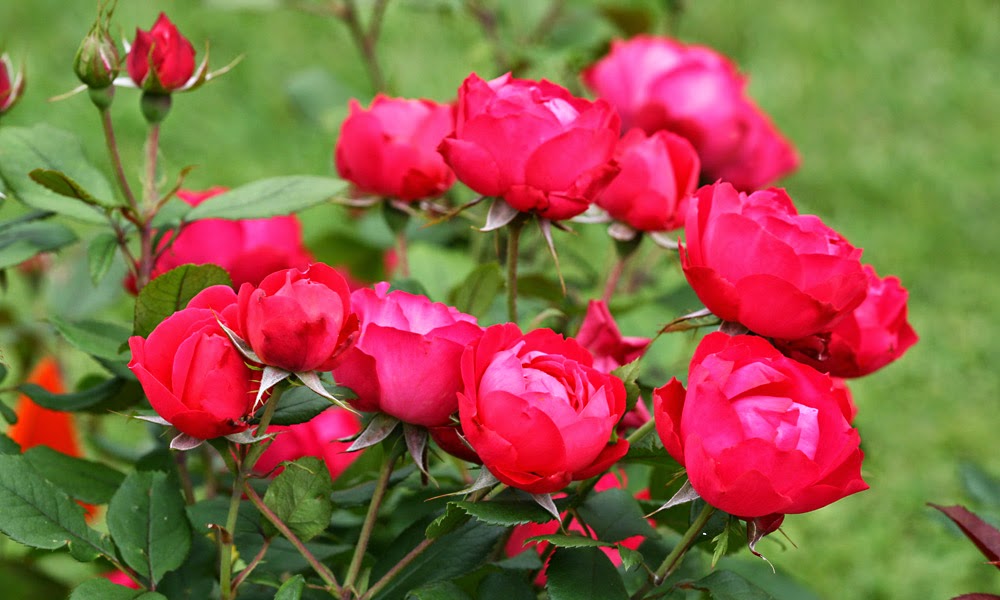 The Plant Hunter Every Plant Tells