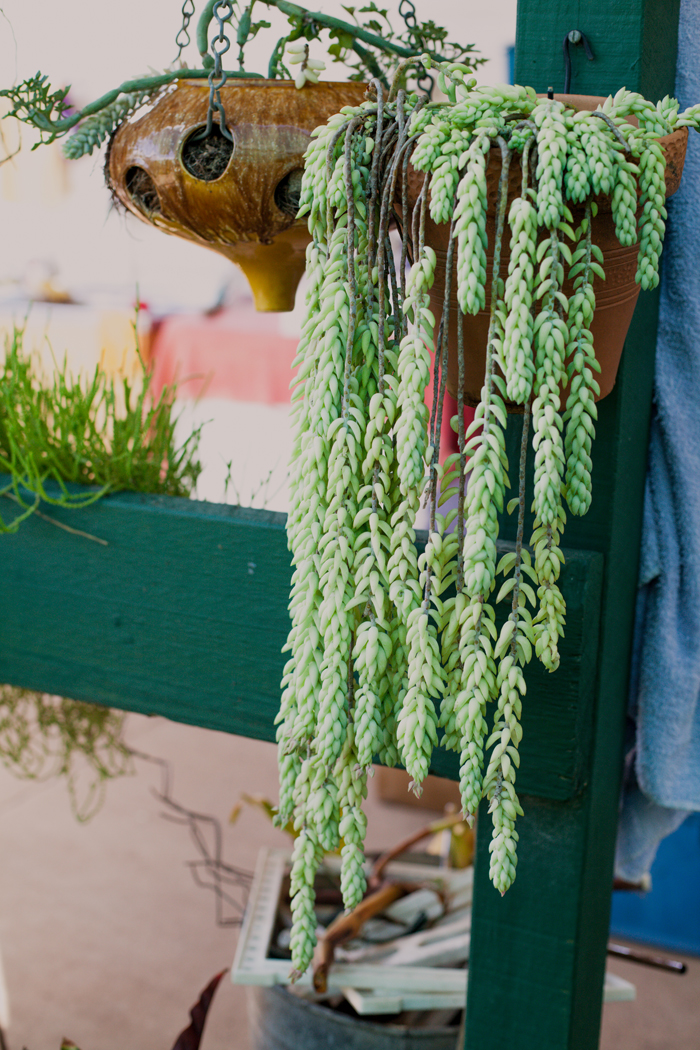 string of pearls succulent