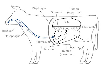 cow rumenotomy