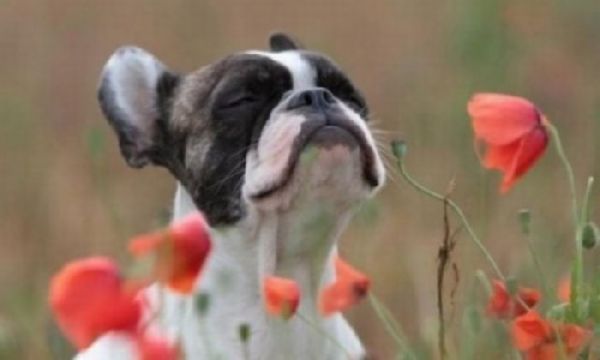 Resultado de imagem para fotos de caes e flores