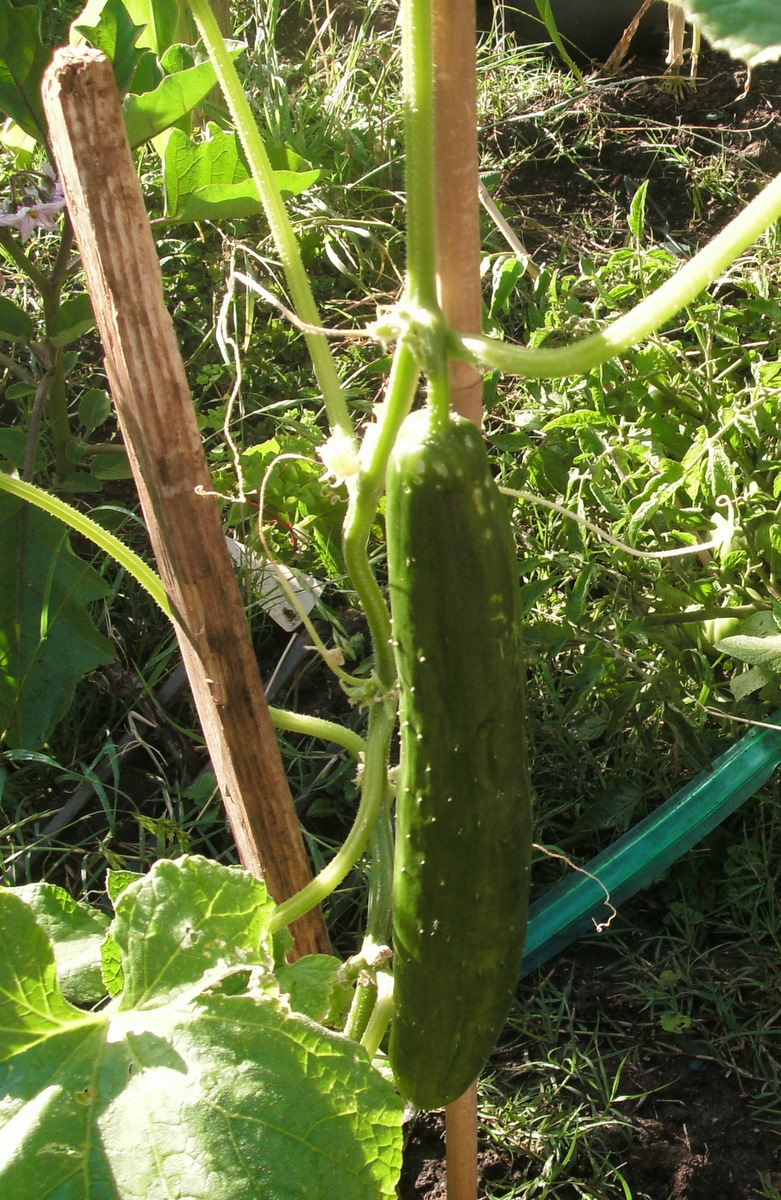 Babasiga: February 2013