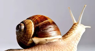 The benefit of Eating Snails
