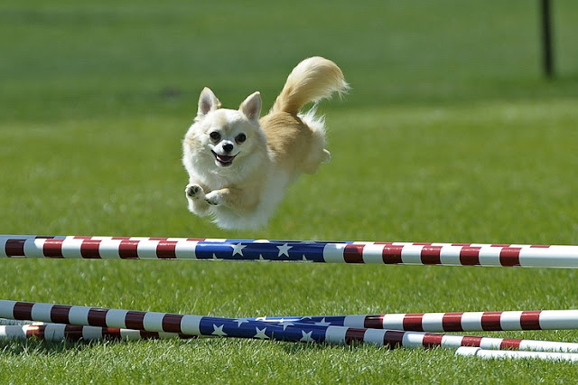 Agility chihuahuas