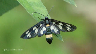 Amata kruegeri (female) DSC09493