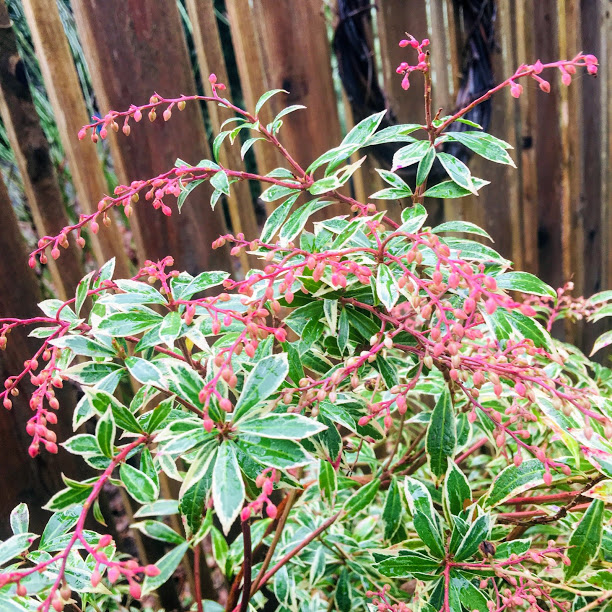 Beechwood Landscape Architecture And Construction Featured Plant