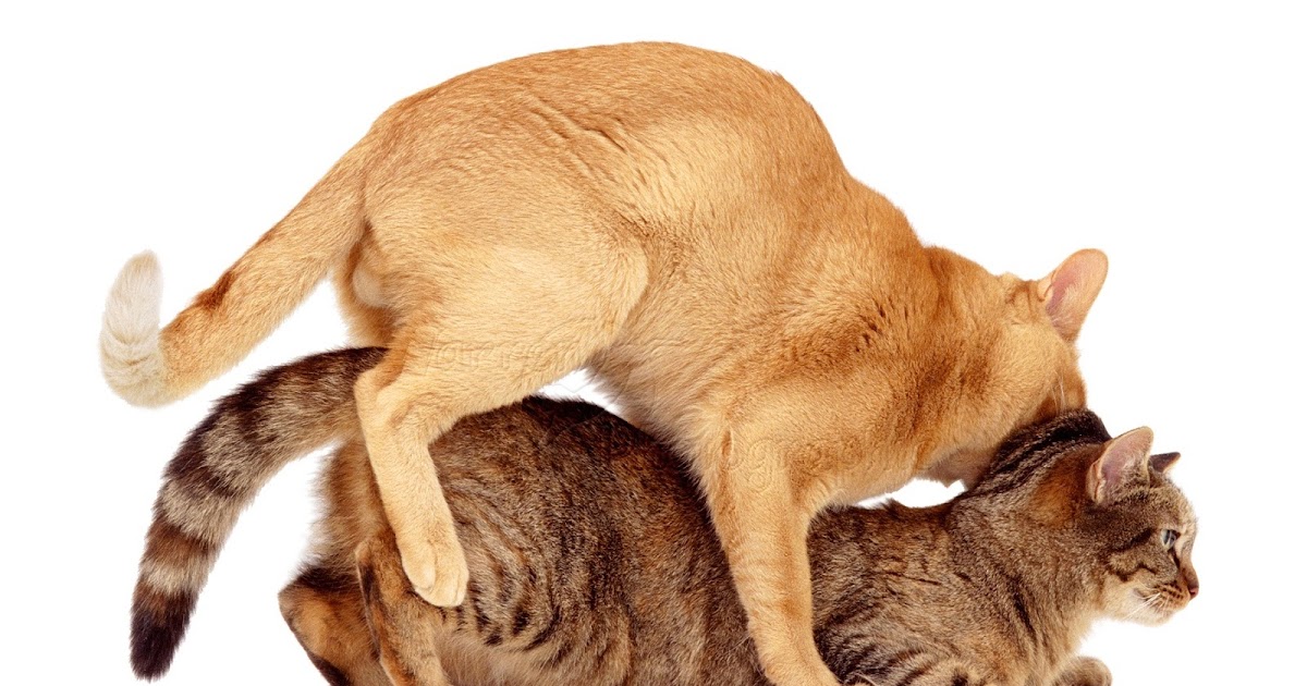 Поза Cat