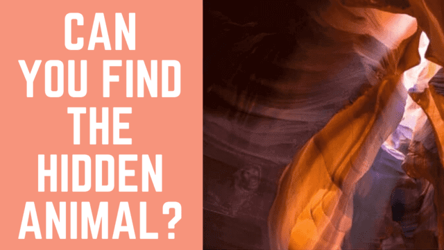 Hidden Animal Picture Puzzles: Test Your Observation