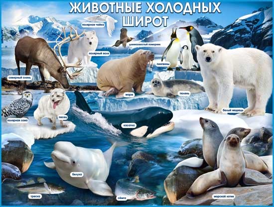 животные северных широт для детей. плакат. животные севера карточки. животные холодных стран картинки. северный полюс белые медведи.